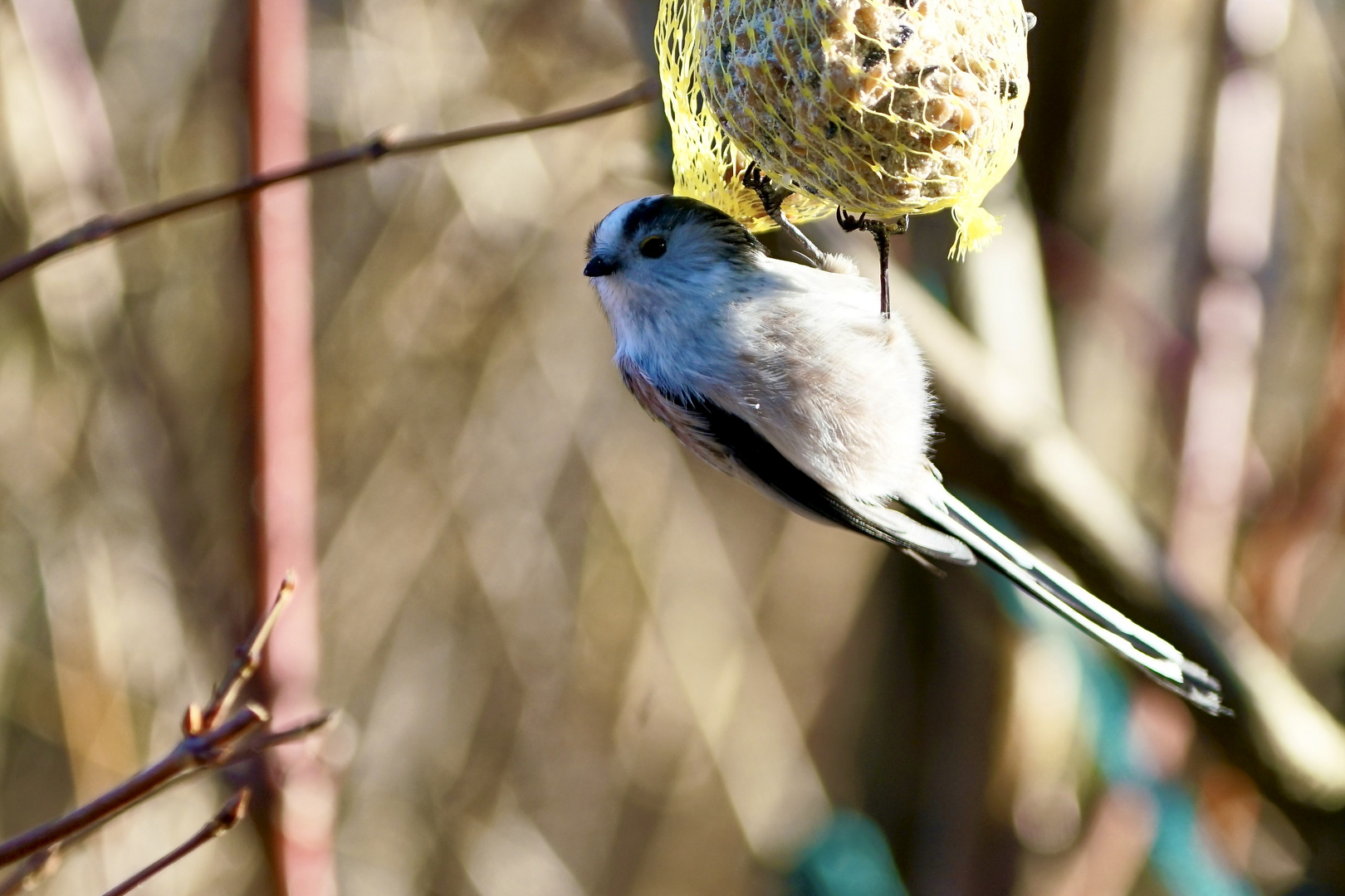 Schwanzmeise (Aegithalos caudatus europaeus)