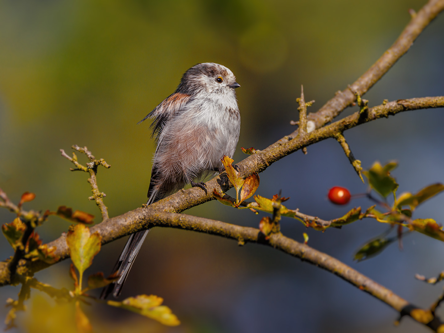 Schwanzmeise  ( Aegithalos caudatus europaeus )