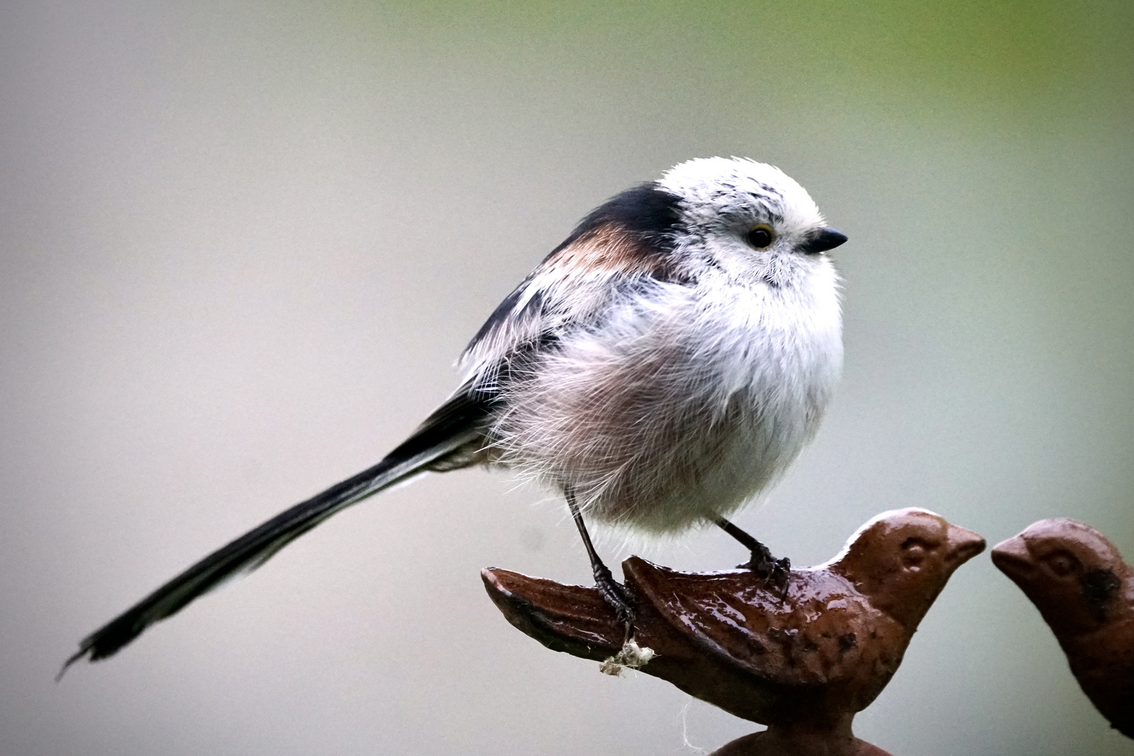 Schwanzmeise (Aegithalos caudatus europaeus)