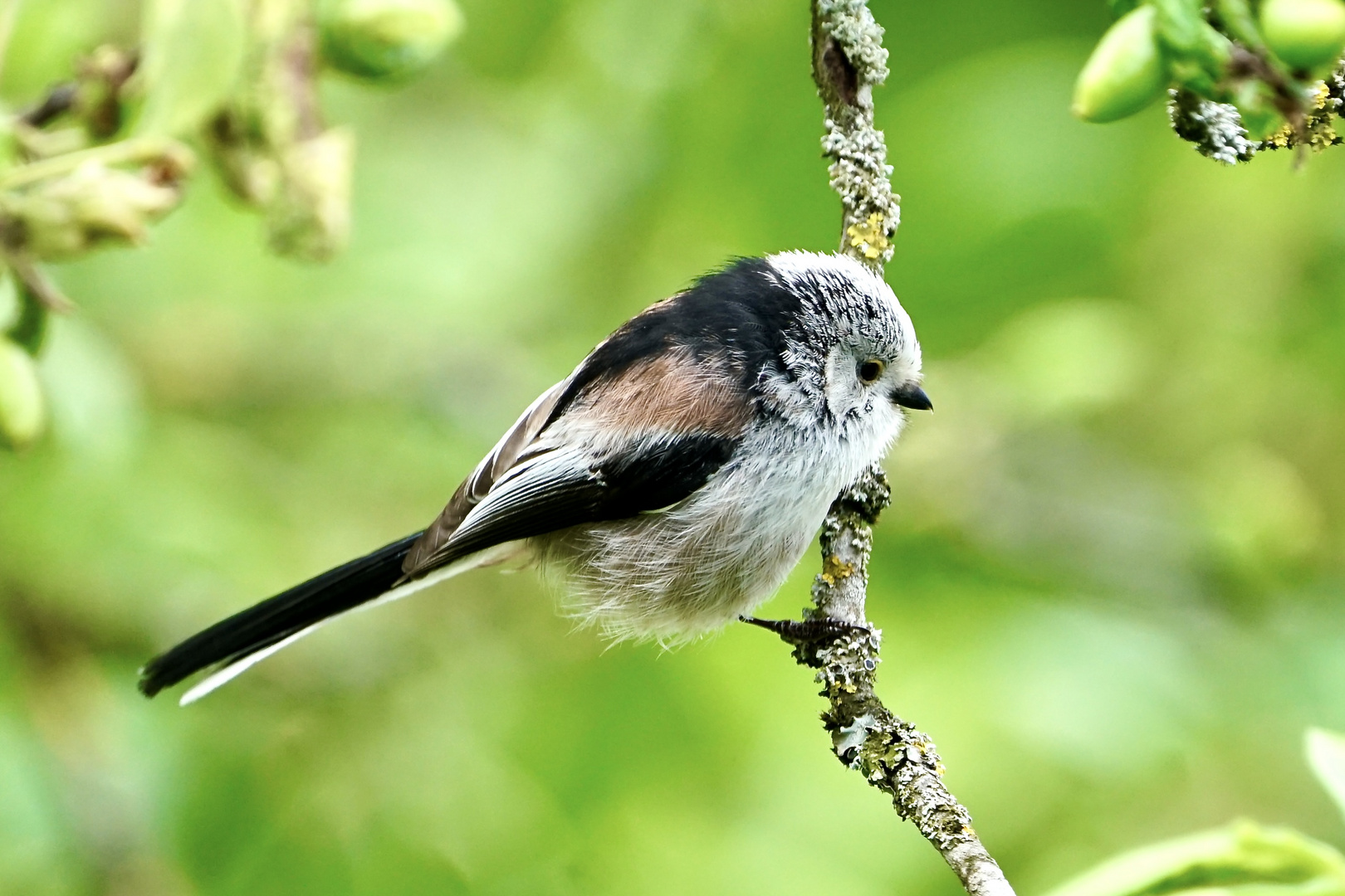 Schwanzmeise (Aegithalos caudatus europaeus)