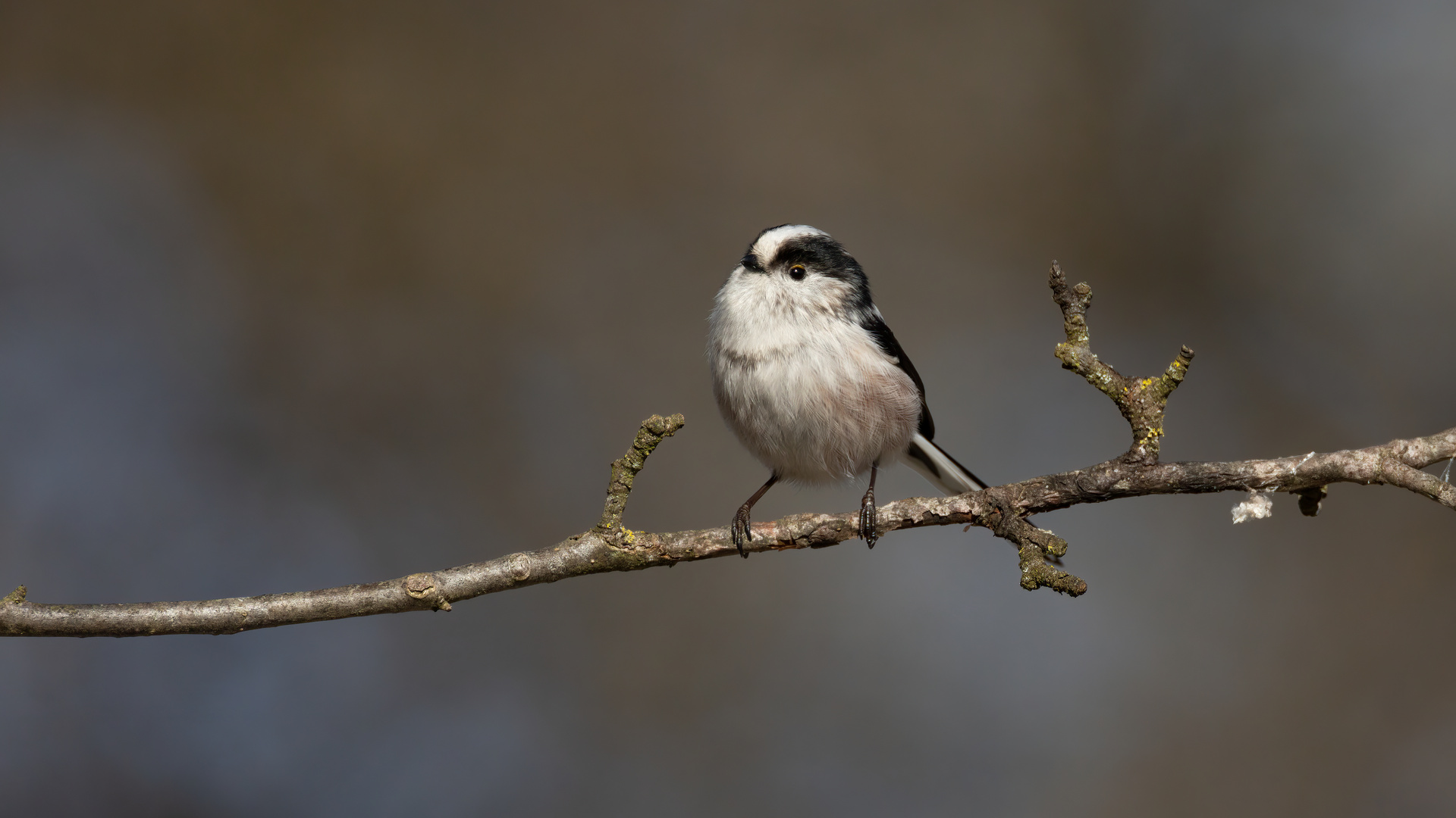 Schwanzmeise (Aegithalos caudatus europaeus)