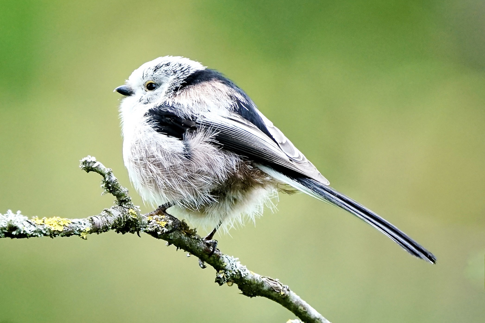 Schwanzmeise (Aegithalos caudatus europaeus)