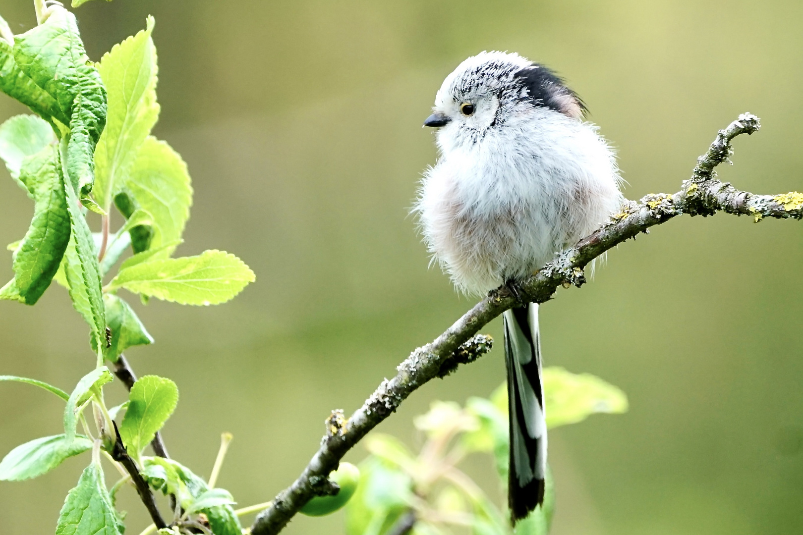 Schwanzmeise (Aegithalos caudatus europaeus)