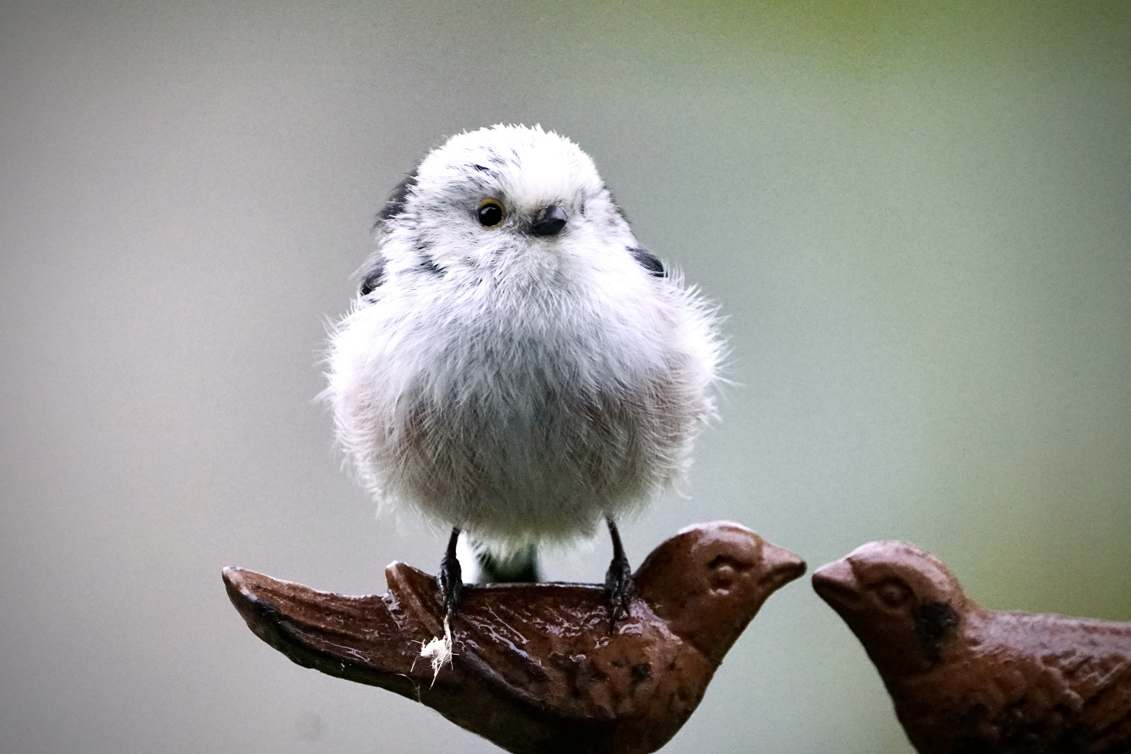 Schwanzmeise (Aegithalos caudatus europaeus)