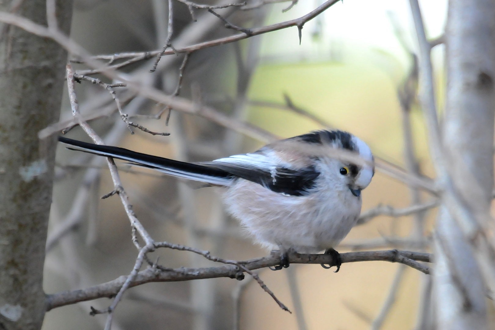 Schwanzmeise (Aegithalos caudatus)