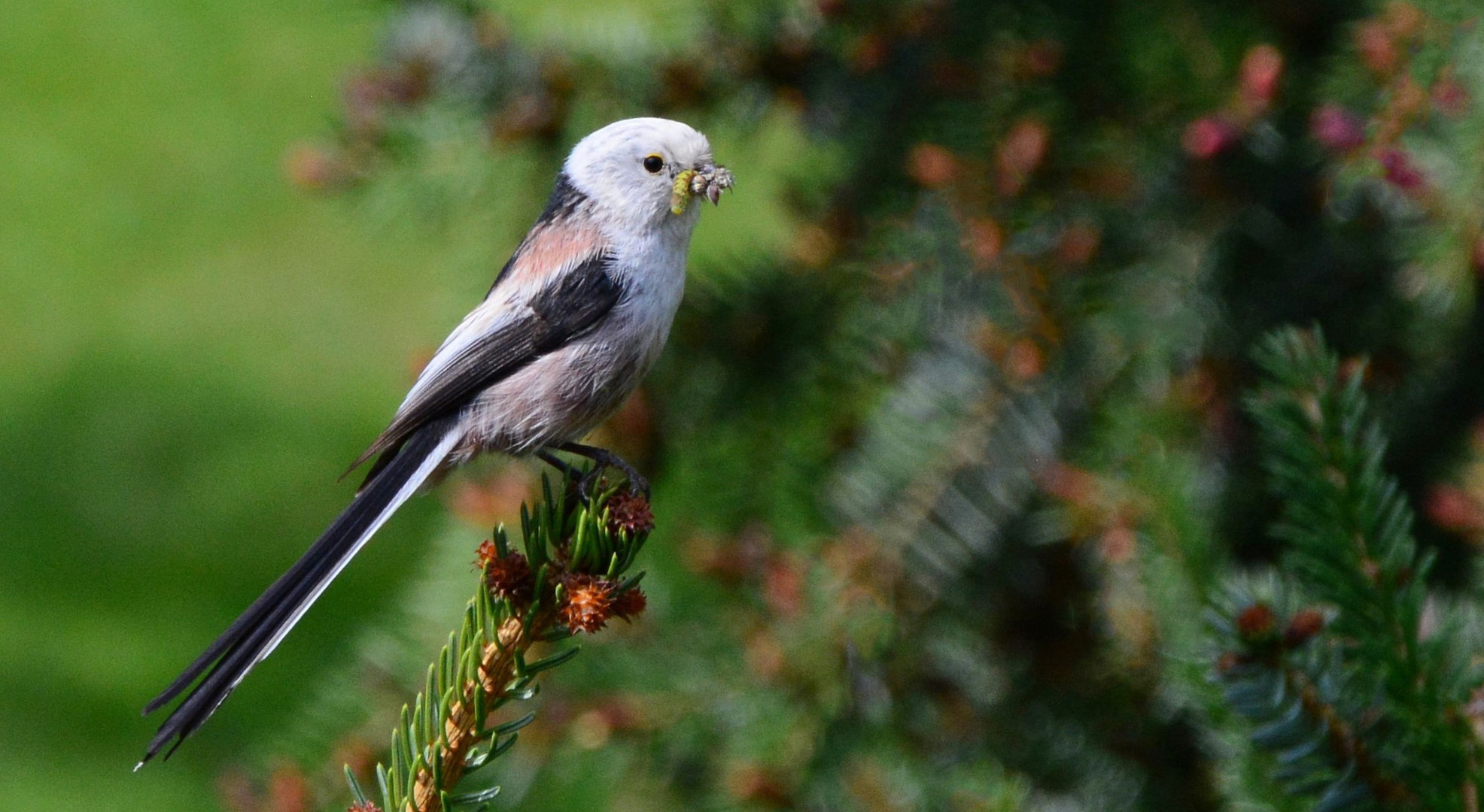 Schwanzmeise (Aegithalos caudatus)