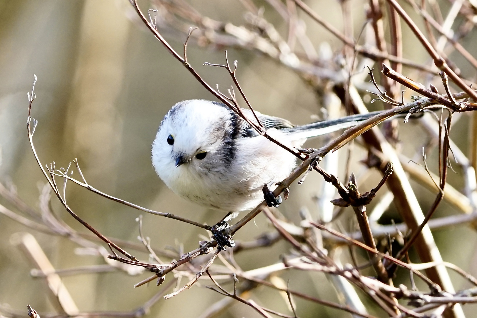 Schwanzmeise (Aegithalos caudatus)