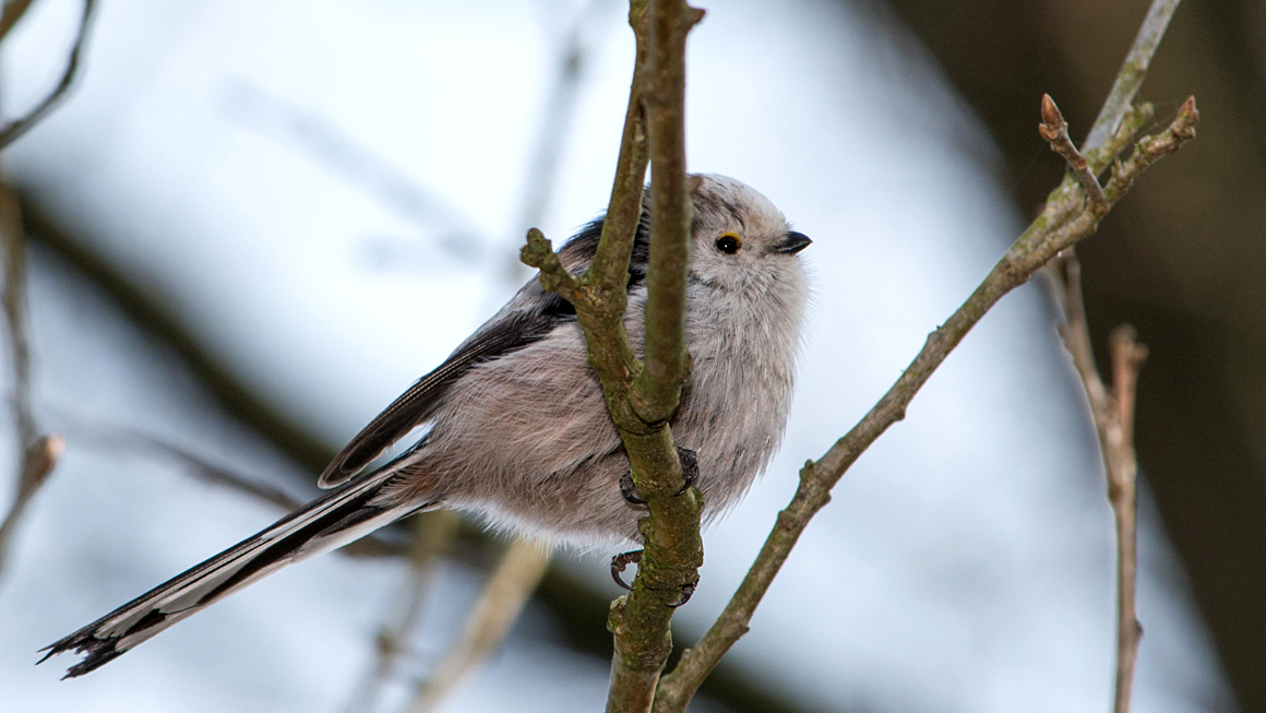 Schwanzmeise (Aegithalos caudatus) .. glaub ich..