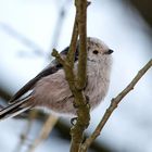 Schwanzmeise (Aegithalos caudatus) .. glaub ich..