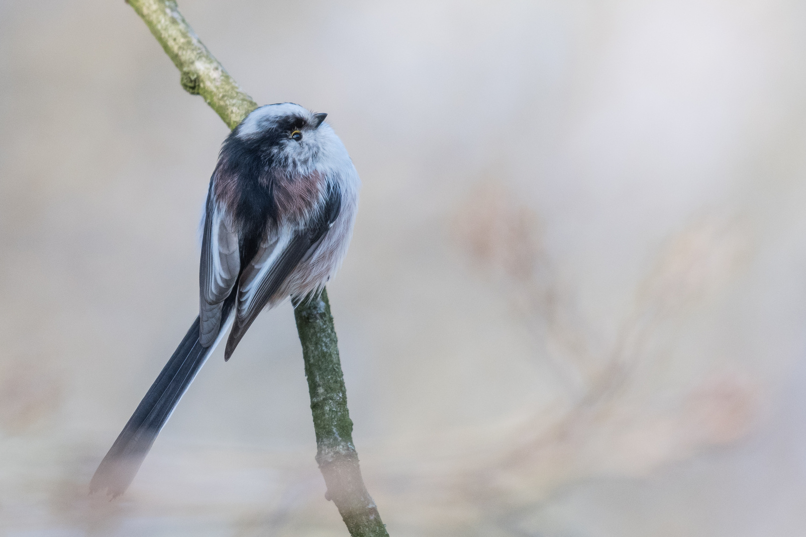 Schwanzmeise (Aegithalos caudatus), Hamburg, Deutschland