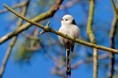 Schwanzmeise (Aegithalos caudatus), nordische Form