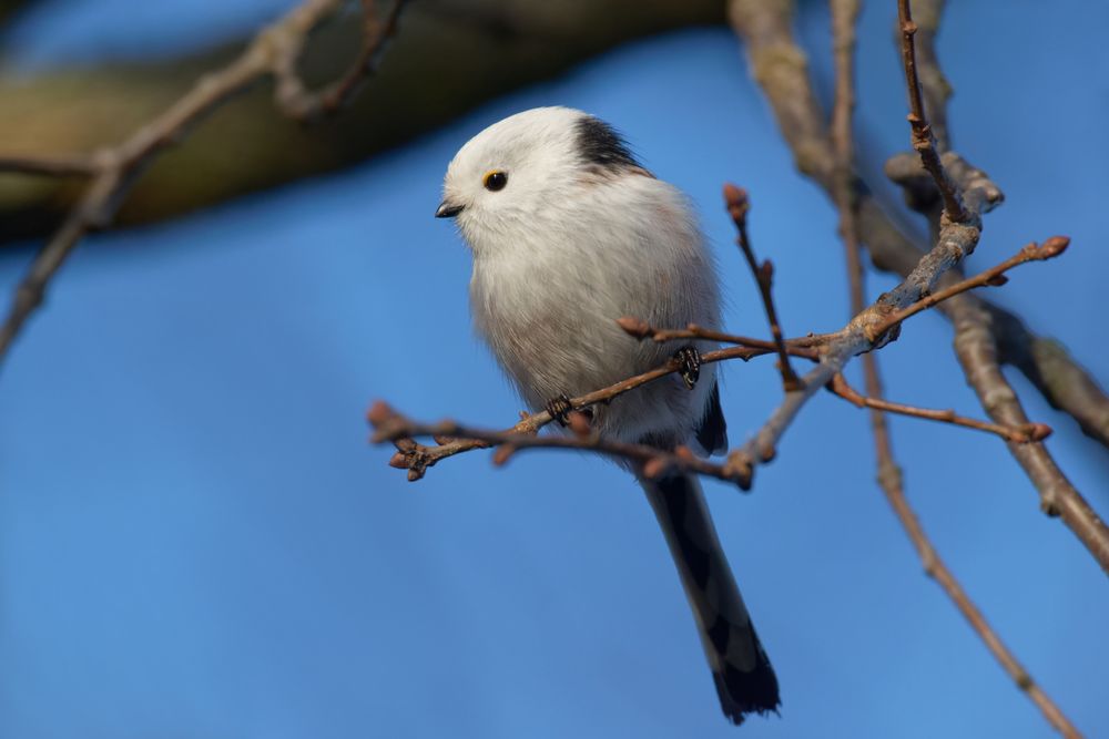 Schwanzmeise  (Aegithalos caudatus)  - Typ CC 