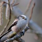 Schwanzmeise (Aegithalos caudatus) - Zauberhaftes Wesen