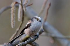 Schwanzmeise (Aegithalos caudatus) - Zauberhaftes Wesen