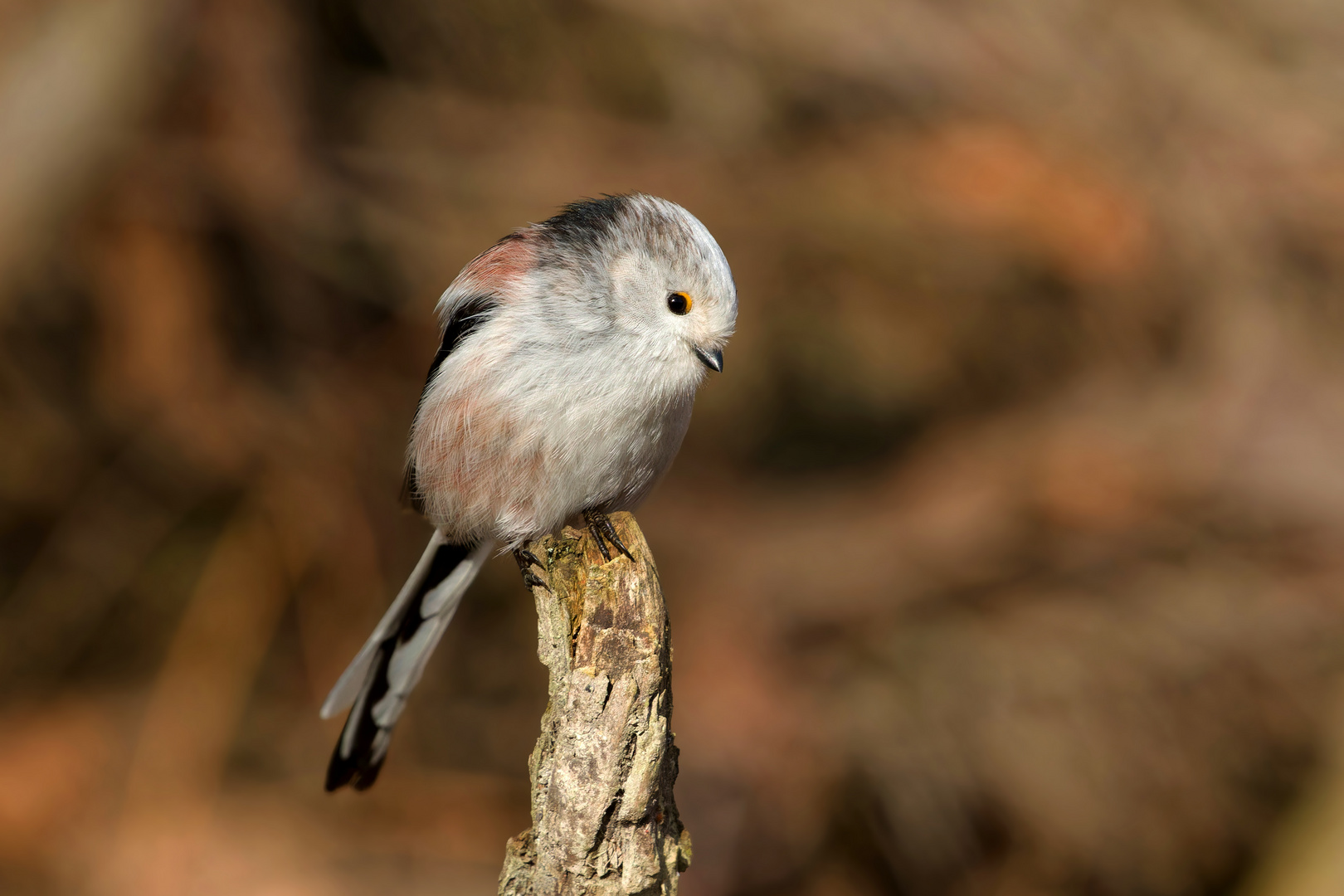 Schwanzmeise (Aegithalos caudatus) - Zauberhaftes Wesen