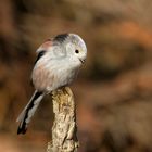 Schwanzmeise (Aegithalos caudatus) - Zauberhaftes Wesen