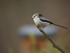 Schwanzmeise (Aegithalos caudatus) zwischen zwei Regenschauern