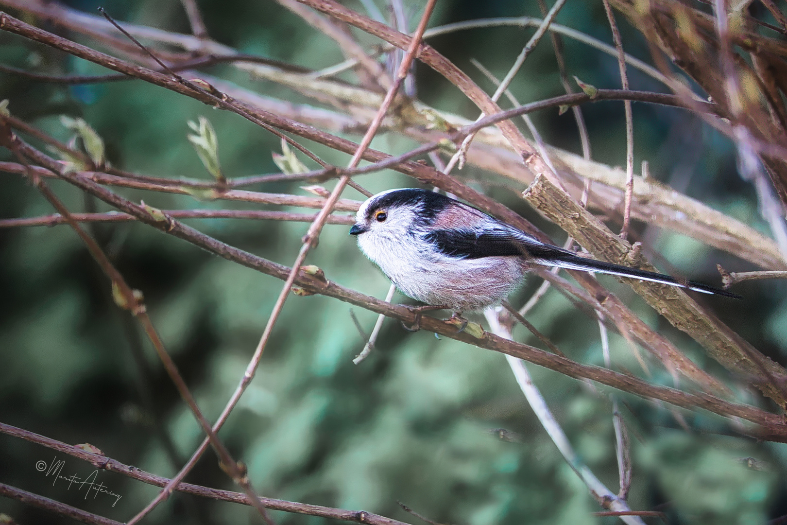 Schwanzmeise (Aegithalus caudatus)