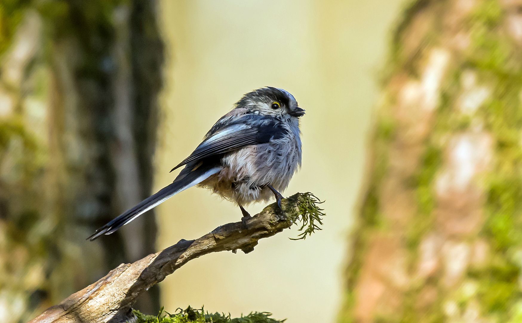 Schwanzmeise an der Futterstelle