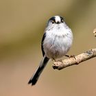 Schwanzmeise auf Besuch