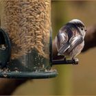 Schwanzmeise auf dem Ansitz des Futtersilos