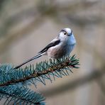 Schwanzmeise auf Futtersuche