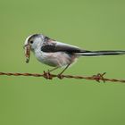 Schwanzmeise Aufnahme Mai 2016