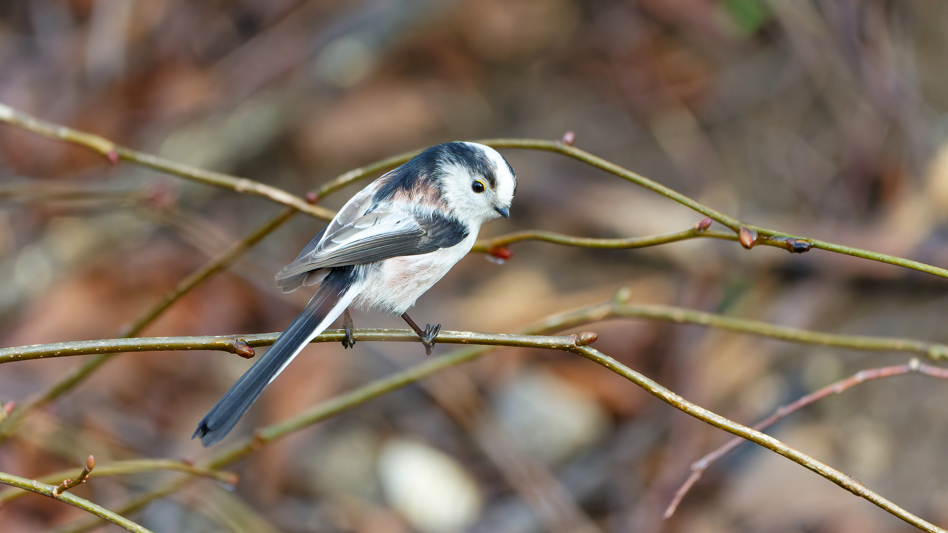 Schwanzmeise bei der Futtersuche