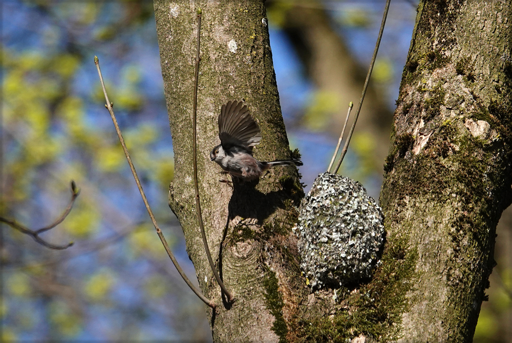 Schwanzmeise beim Anflug zum Nest