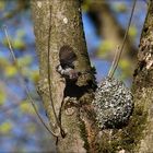Schwanzmeise beim Anflug zum Nest