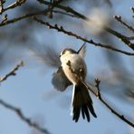 Schwanzmeise beim ersten Sonnenschein des Winters