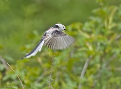 Schwanzmeise beim Insektenfang