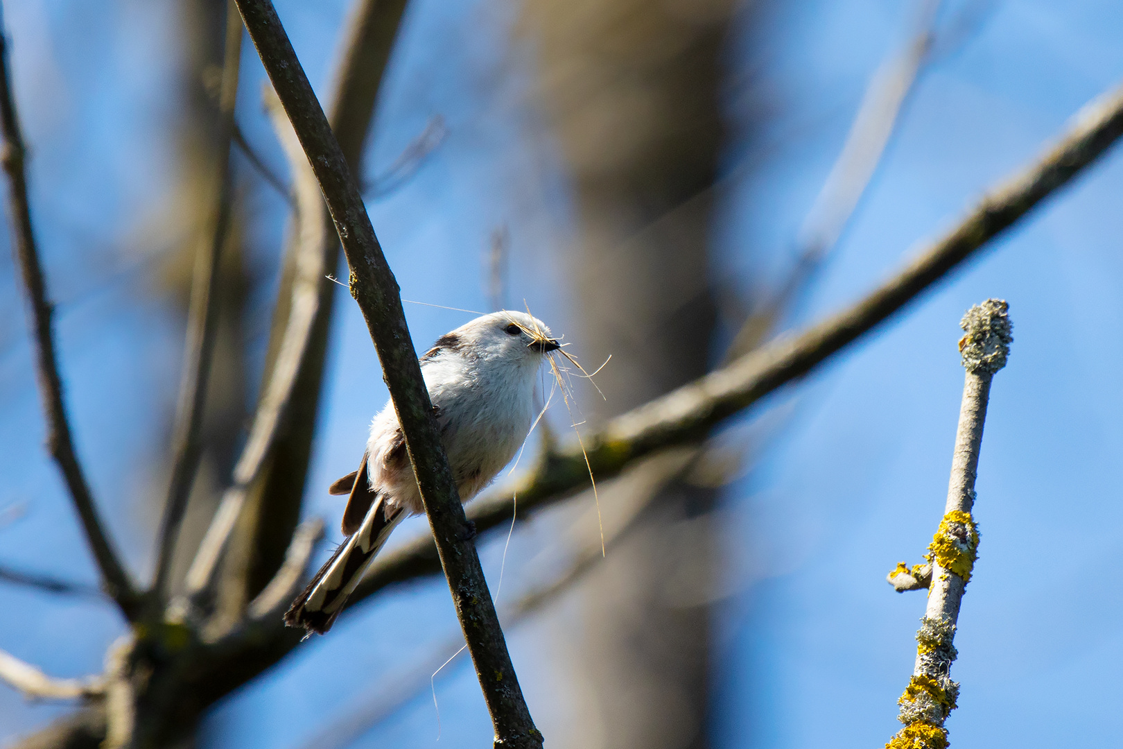 Schwanzmeise beim Nestbau