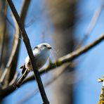 Schwanzmeise beim Nestbau