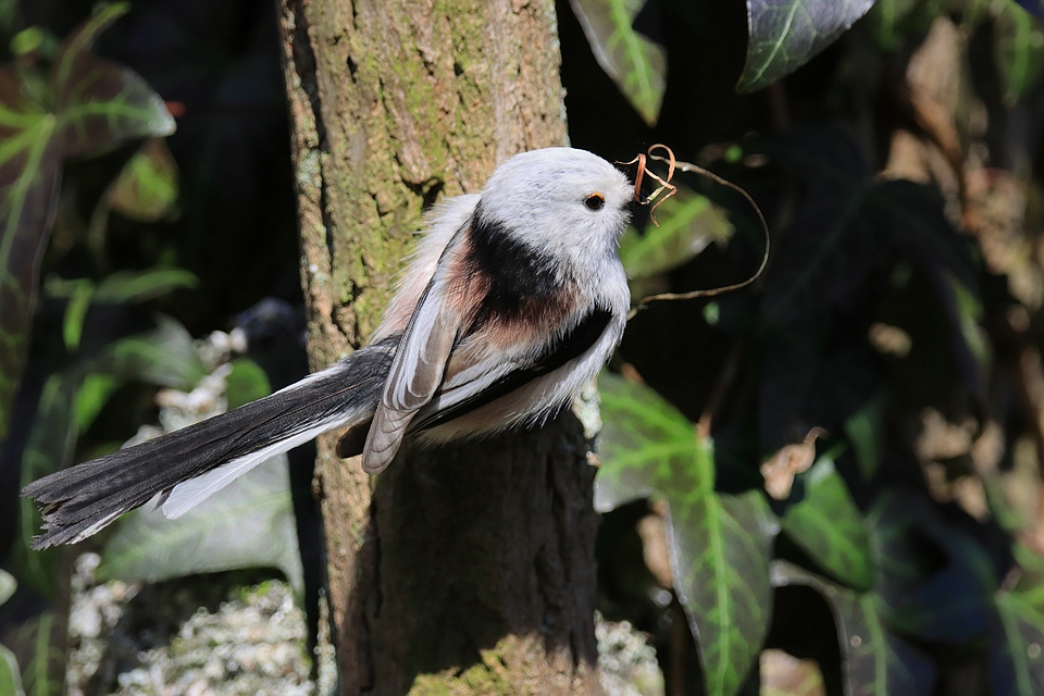 Schwanzmeise beim Nestbau