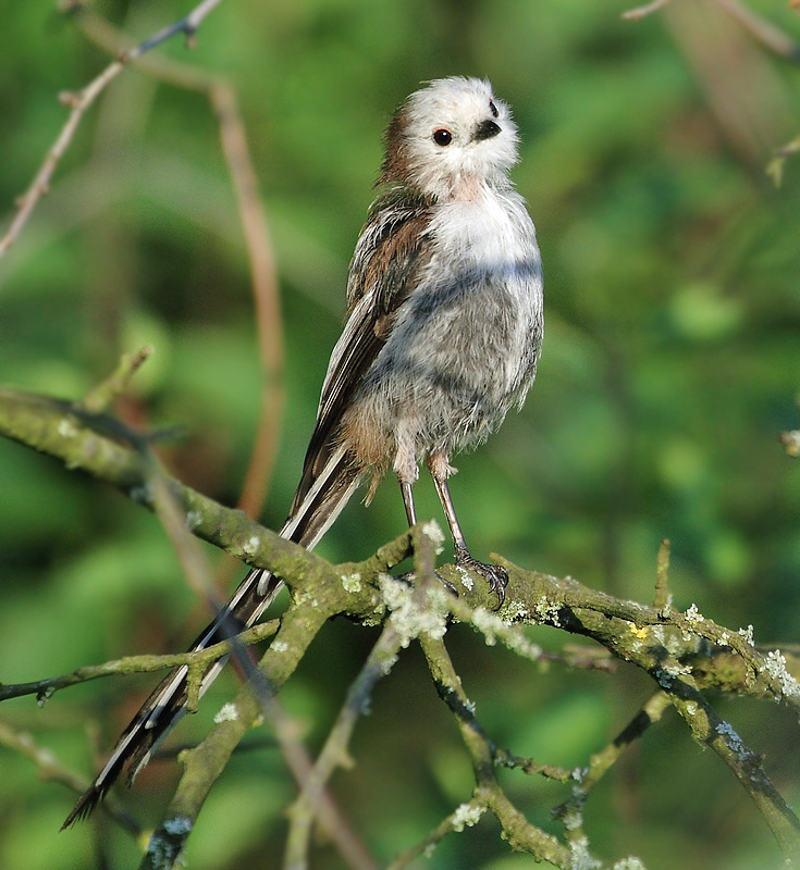 Schwanzmeise bringt sich in Pose