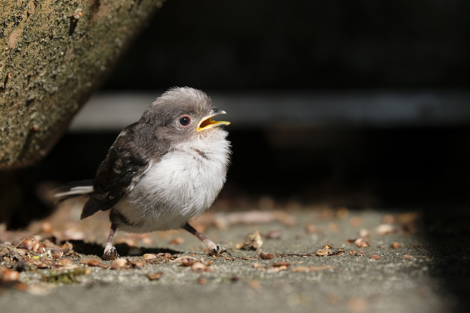 Schwanzmeise erste Flugstunde