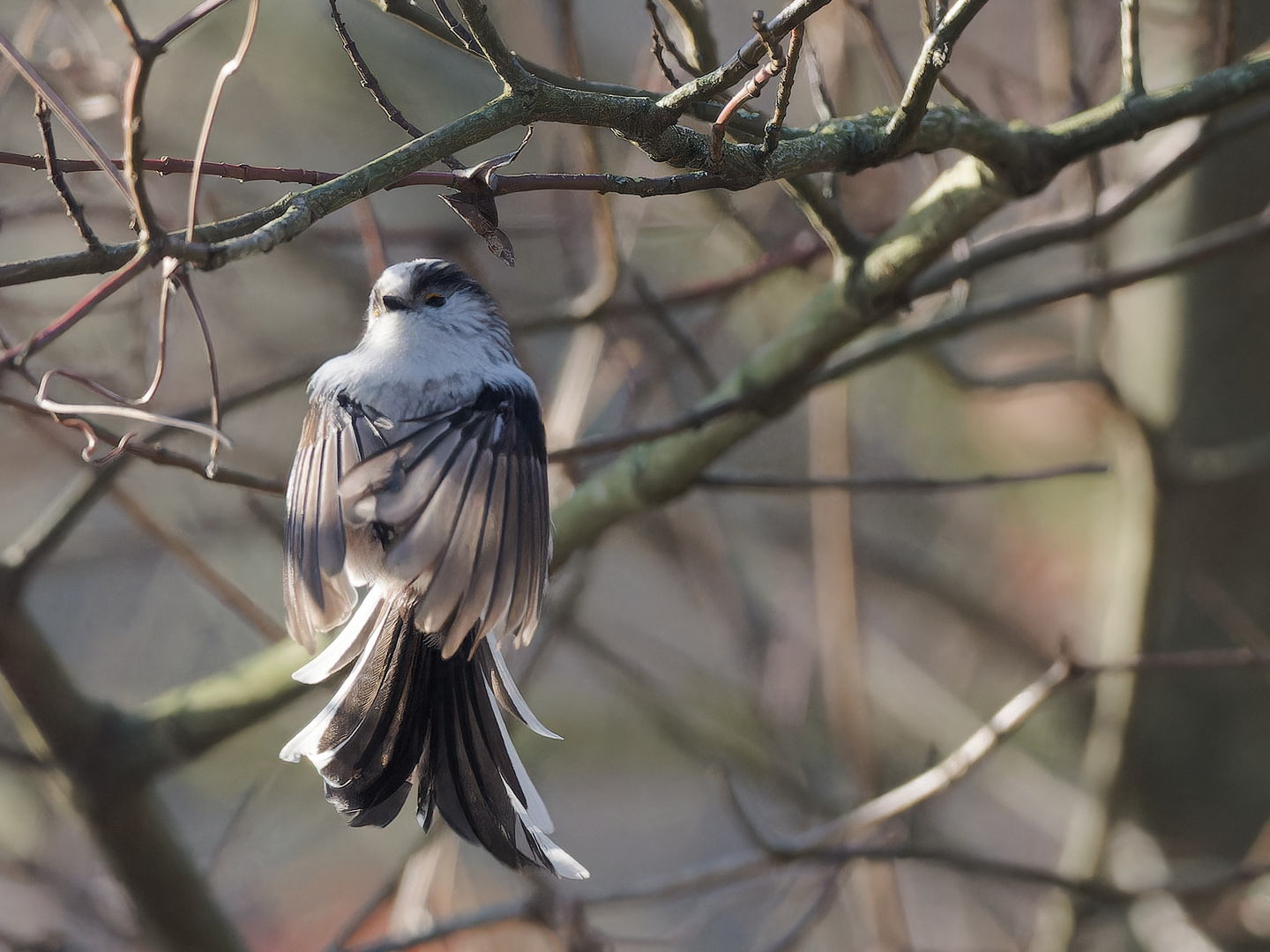 Schwanzmeise Flugakrobatik ii