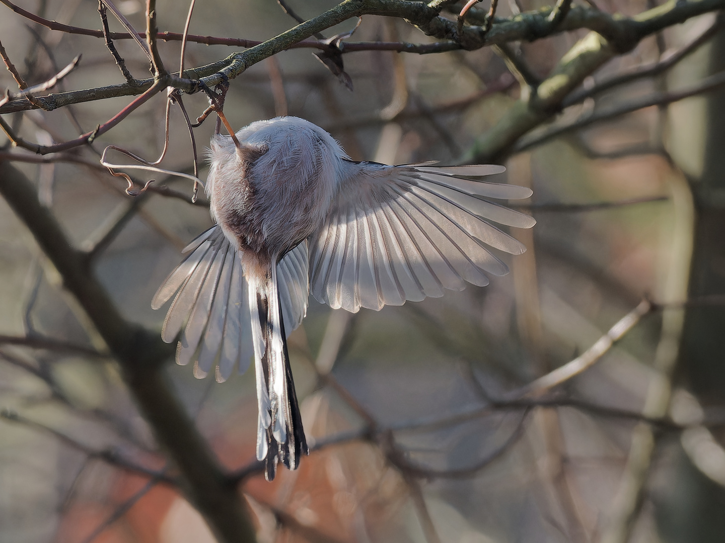 Schwanzmeise Flugakrobatik iii