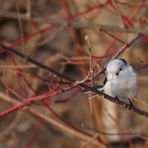 Schwanzmeise guckt in Kamera - kliiiiiick