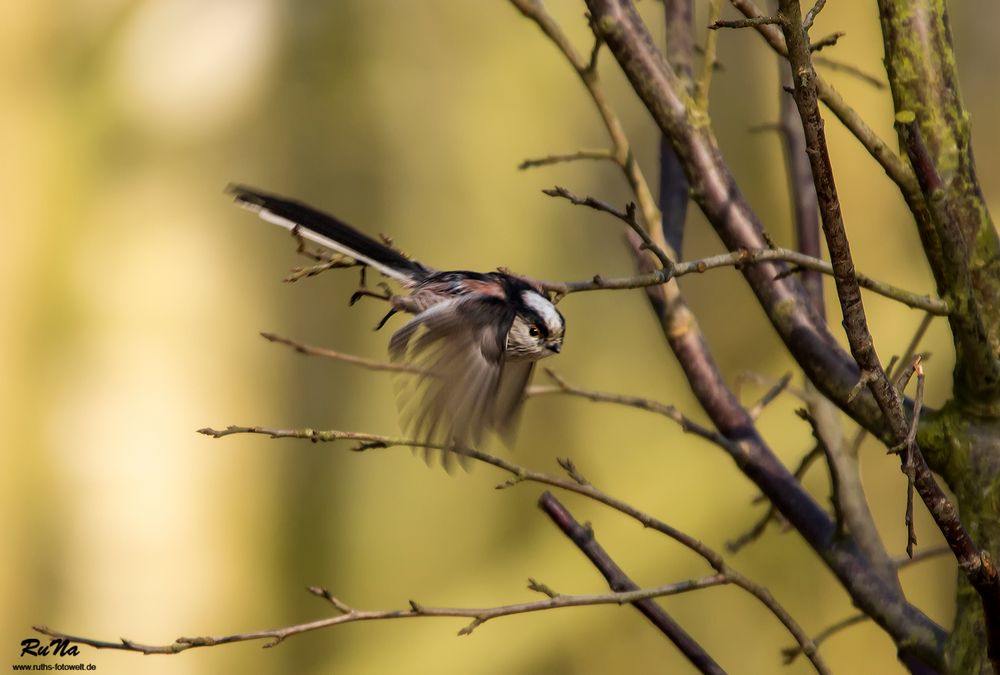 Schwanzmeise im Anflug