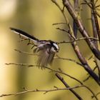 Schwanzmeise im Anflug