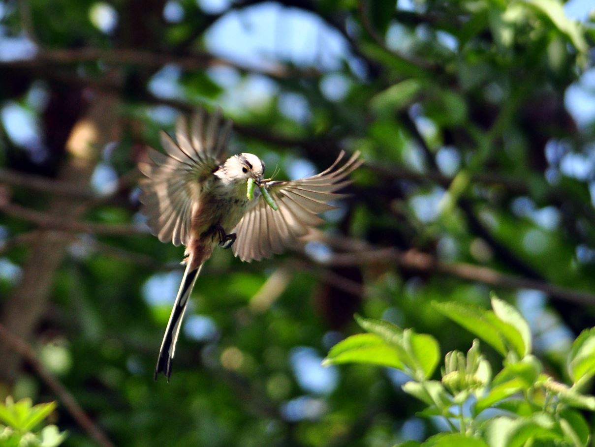 Schwanzmeise im Anflug mit Futter