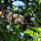 Schwanzmeise im Anflug mit Futter