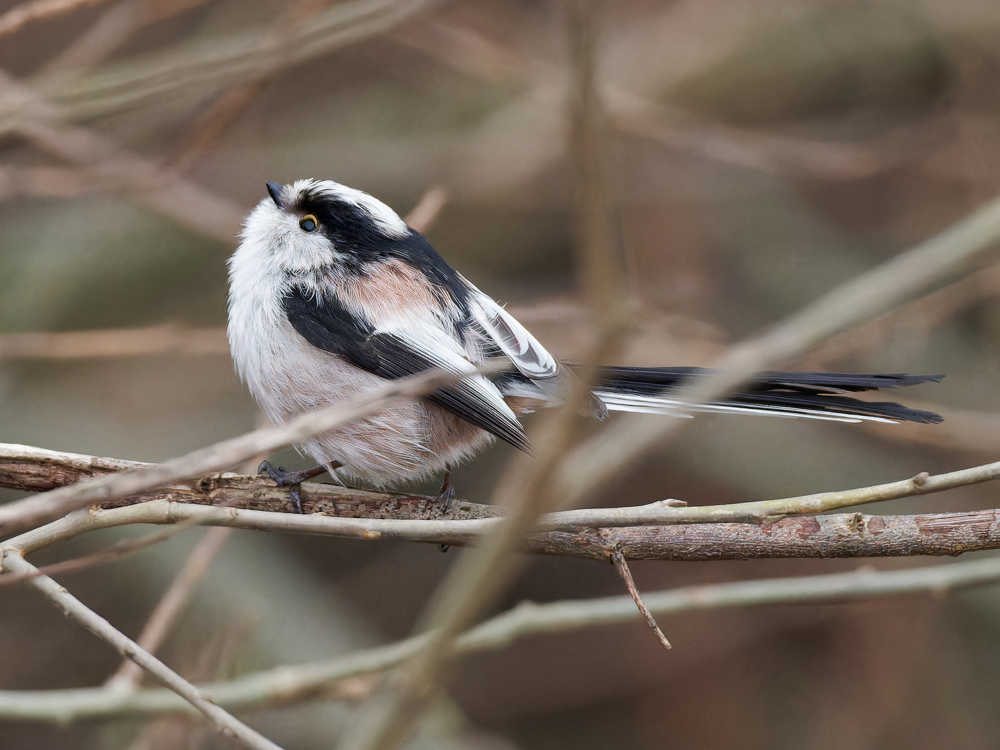 Schwanzmeise im Auenwald