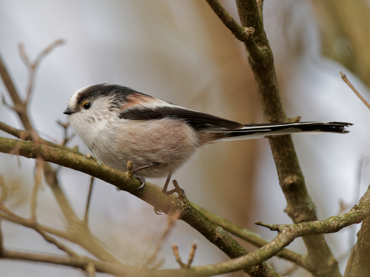 Schwanzmeise im Auenwald