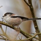 Schwanzmeise im Auenwald