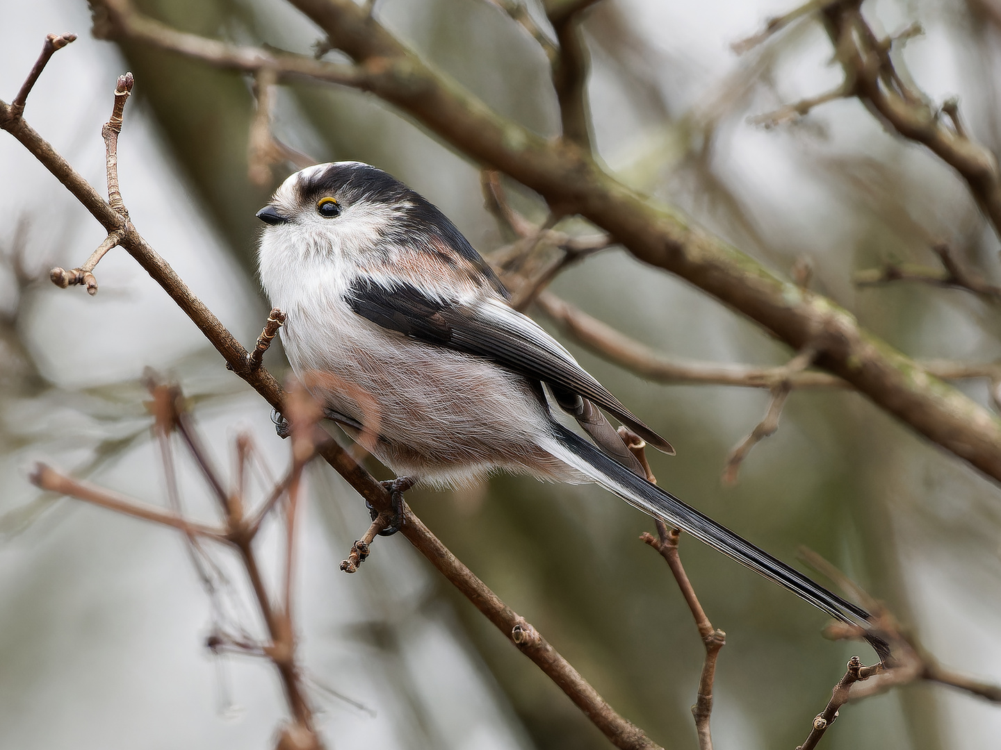 Schwanzmeise im Auenwald I