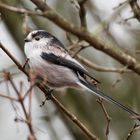 Schwanzmeise im Auenwald I