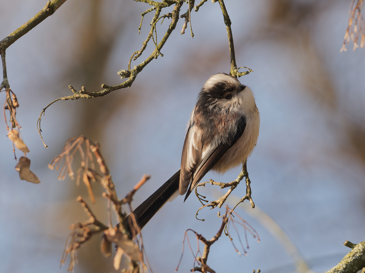 Schwanzmeise im Auenwald iii